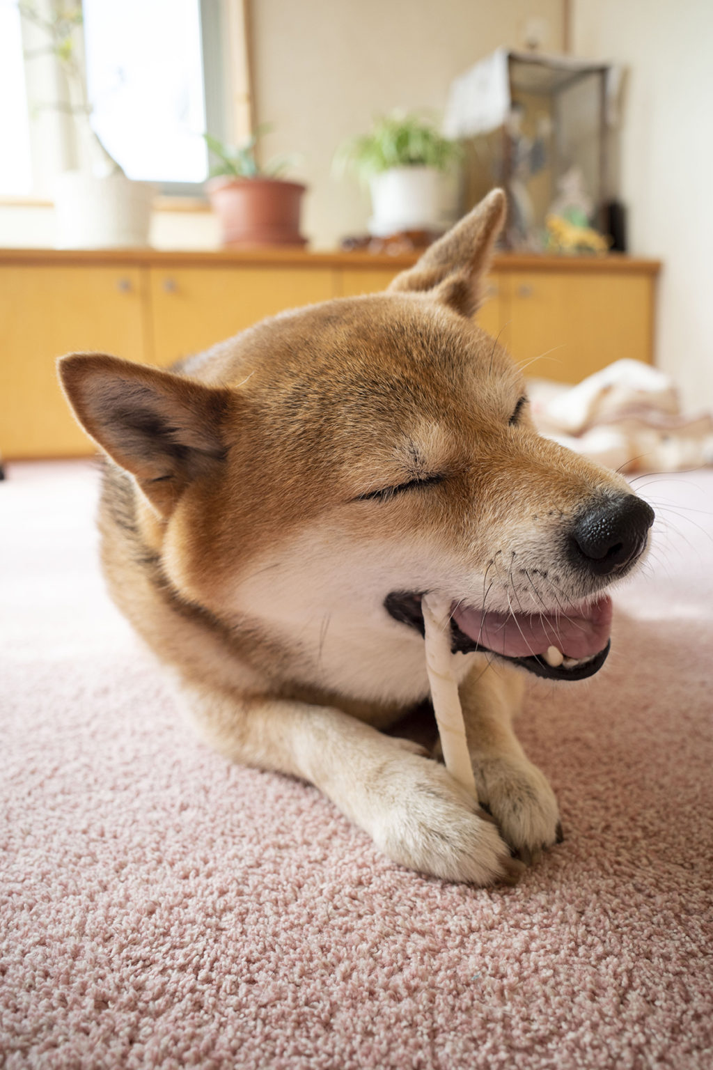 陶酔 今日の一枚