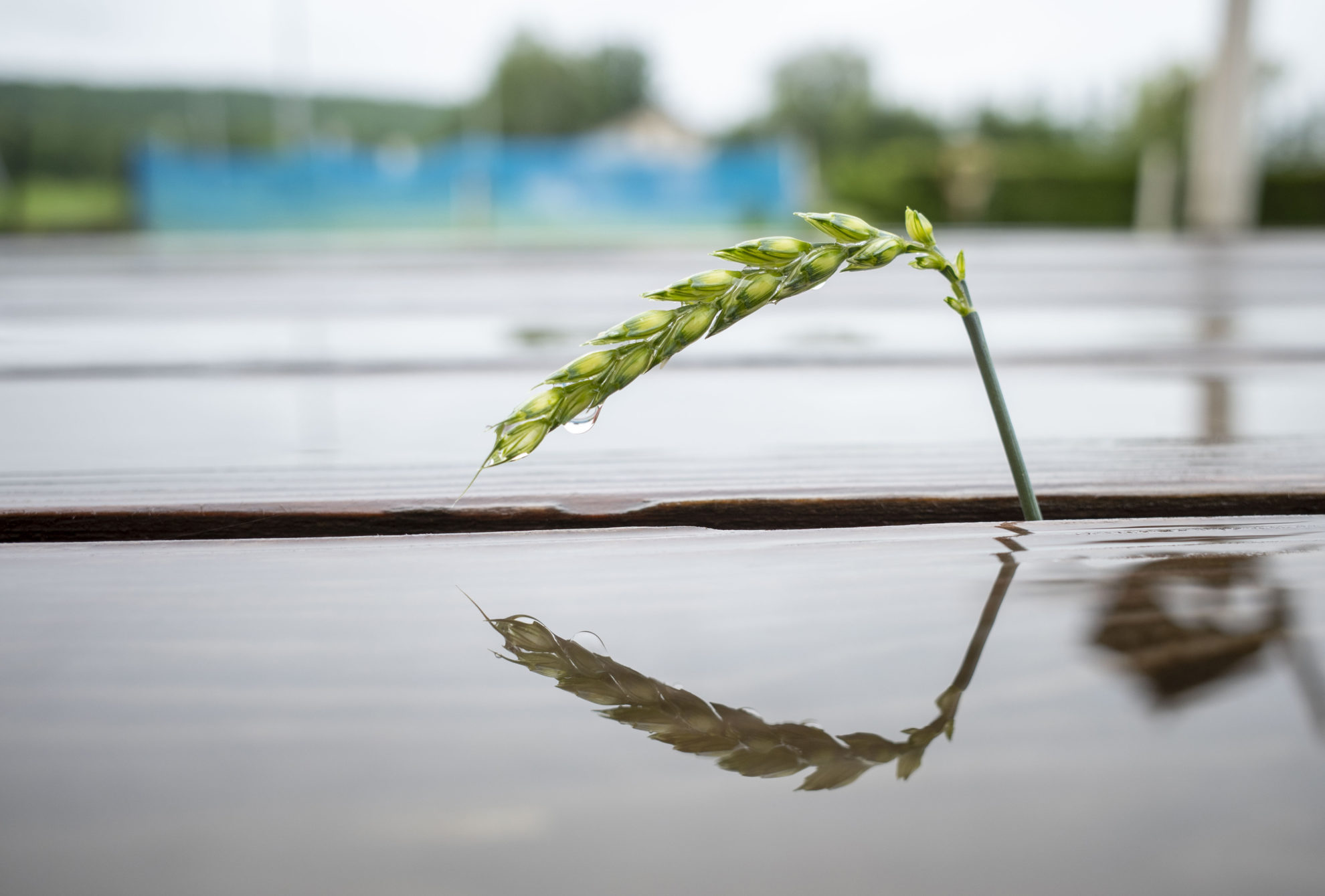 もっと光を！ 今日の一枚